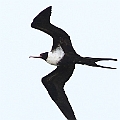 Lesser Frigatebird (female) over the beach (17 Frigatesbirds seen in total in 30 mins walk)<br />Canon EOS 7D + EF400 F5.6L
